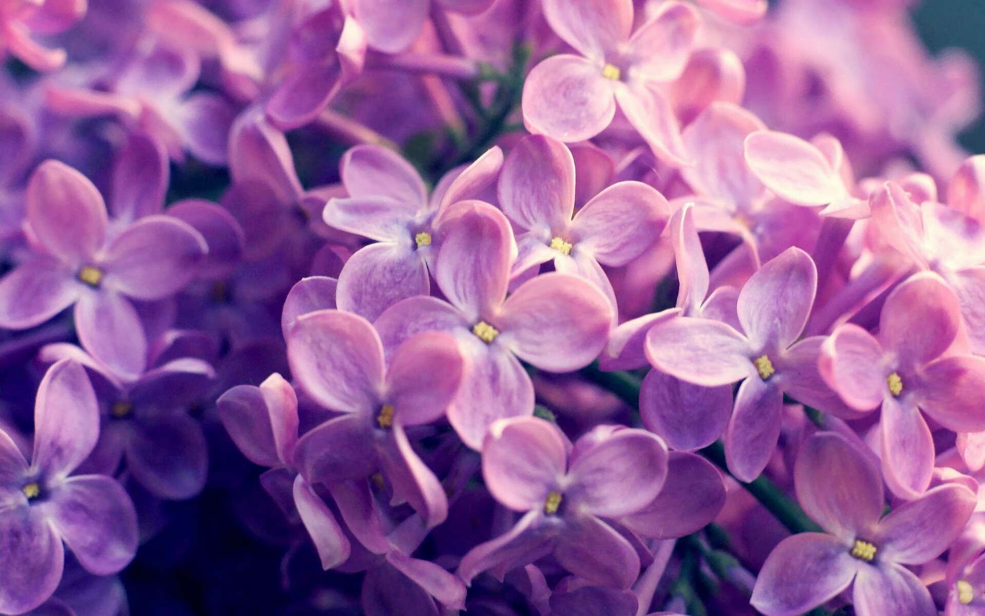 火焰与顽石,萨拉赫的巨星闪耀与洪都拉斯的铁血逆袭