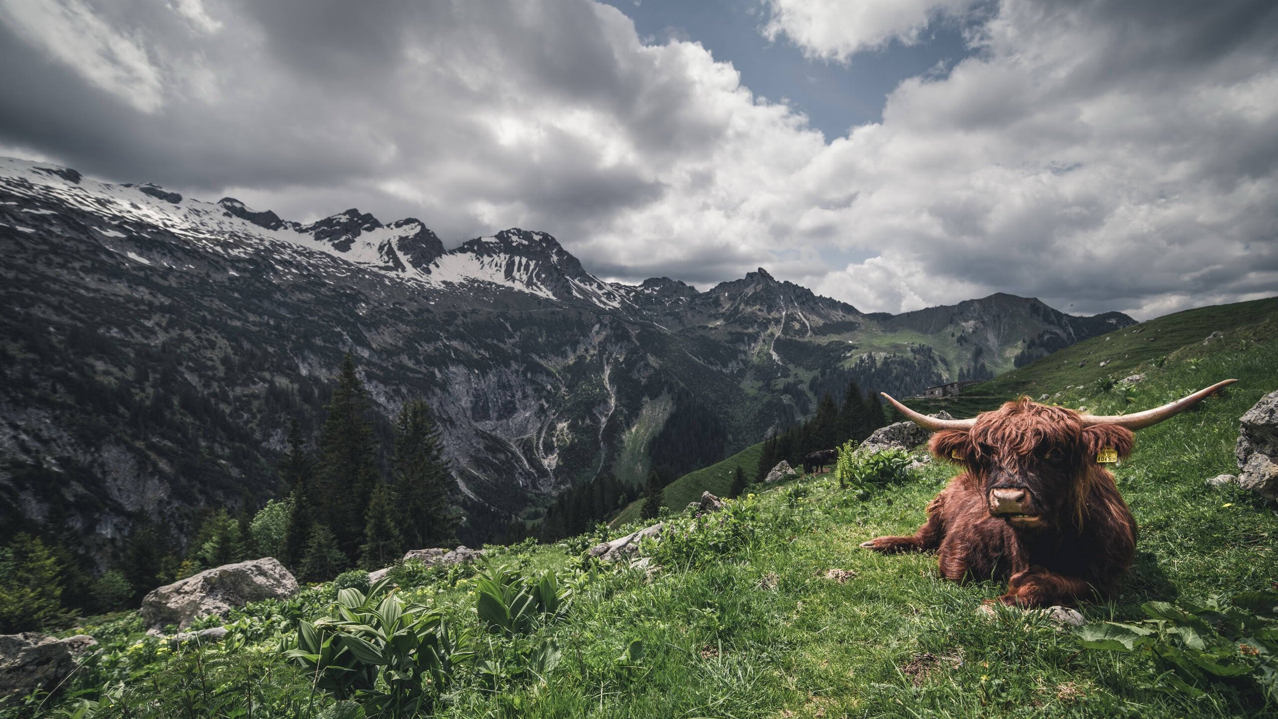 秩序与颠覆,当雷恩震颤法甲,莱奥点亮圣西罗