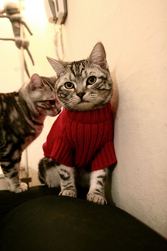 阿劳霍,摩纳哥争冠的隐形引擎,攻防转换间击碎安哥拉铁壁