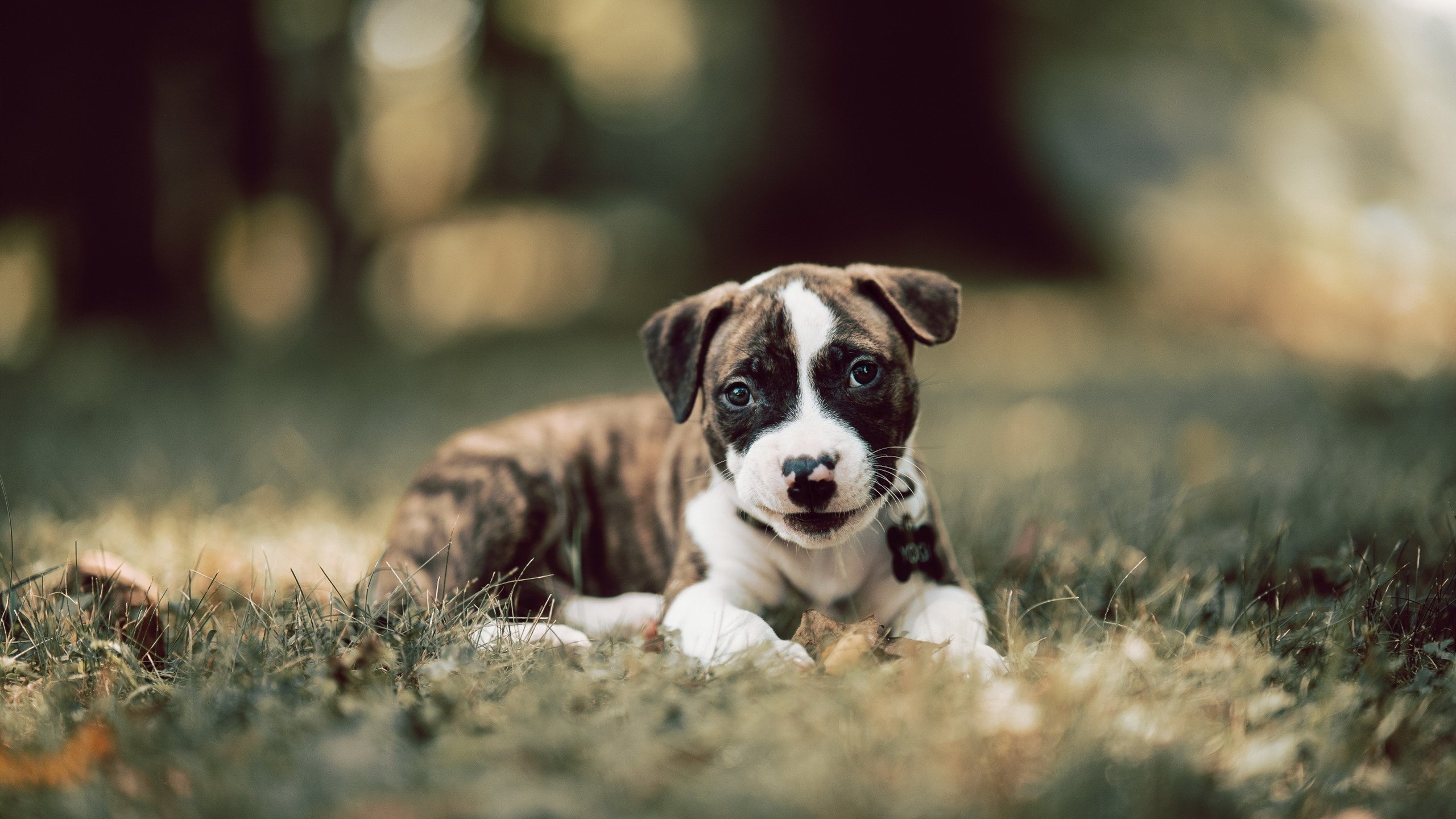 蓝色风暴席卷伊蒂哈德，帕尔默单骑破局，切尔西强行终结曼城不败神话