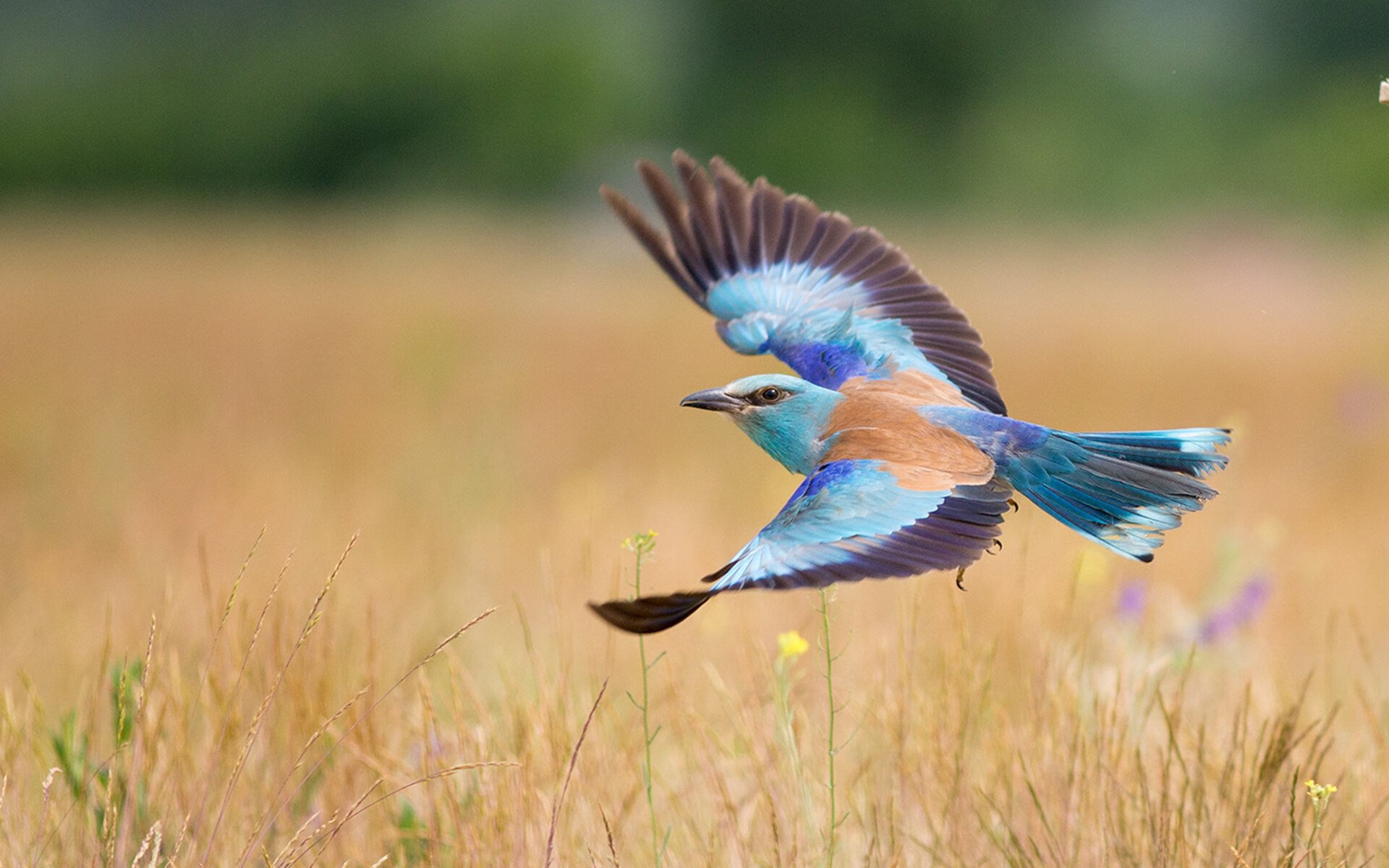 隐形的利刃，久保建英用防守艺术，为新西兰掀起战术革命