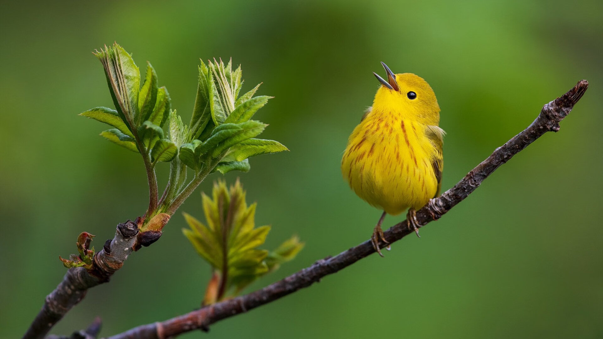 红魔东征，卡塞米罗的降维打击与曼联对日本足球的战术解构