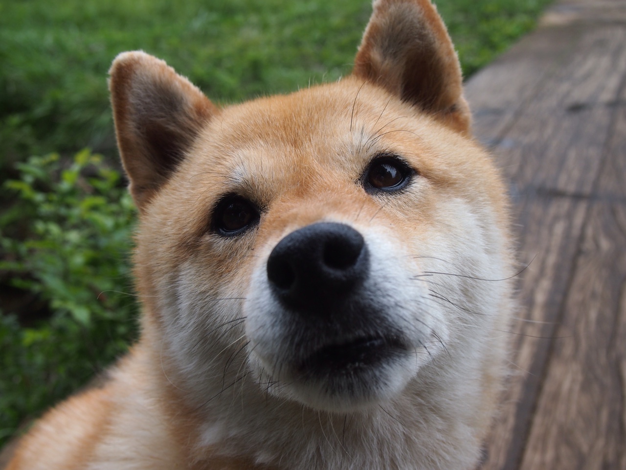 冰与火之歌，苏格兰斩落雷恩，楚阿梅尼奏响决胜交响乐