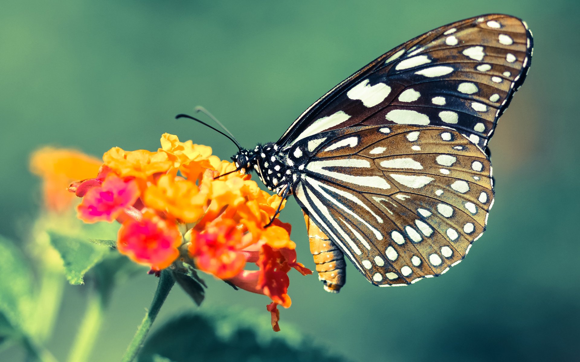 绿茵场的AB面,内马尔的魔幻主义与马竞的实用美学