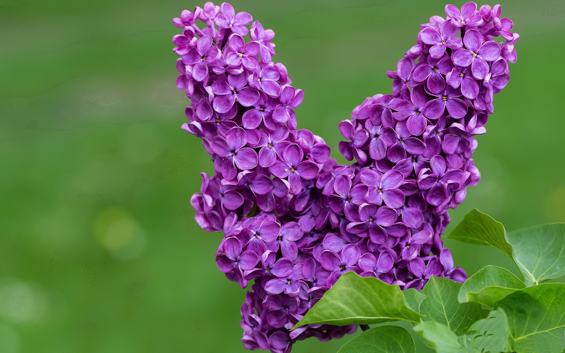 天降猛男帕尔默登陆安菲尔德,究竟是乌拉圭秘密武器还是队内争议引爆器?