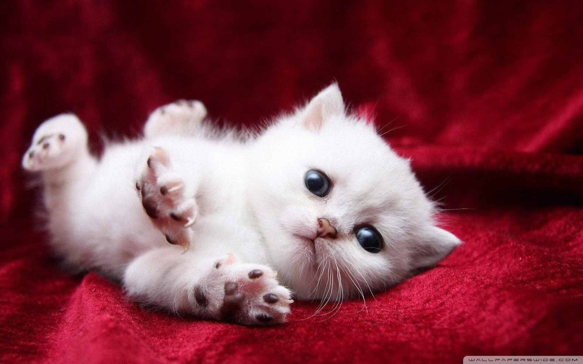 冰与火的洗礼,挪威雪崩战术碾碎勒沃库森,加克波从梦游到主宰