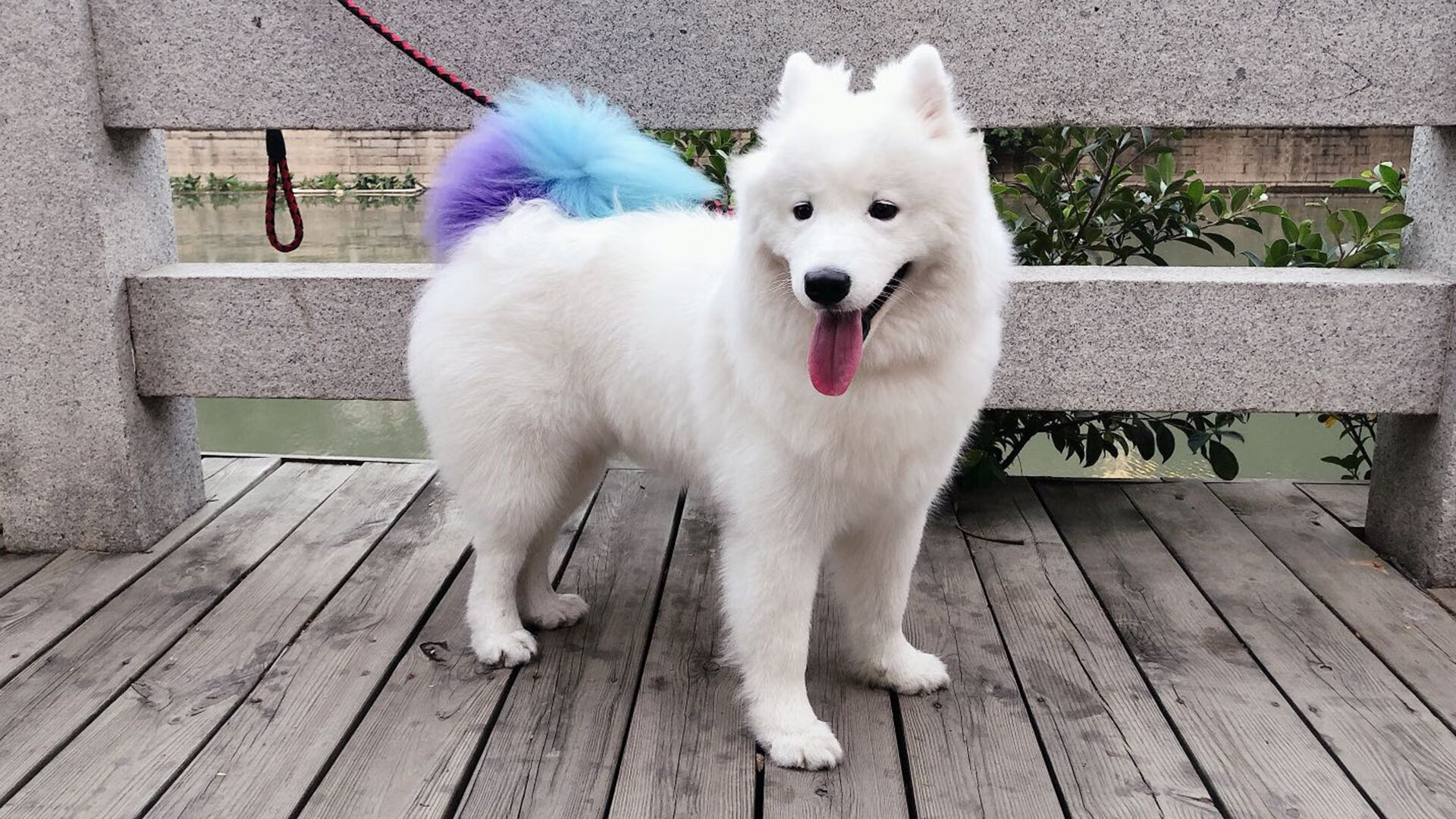 球场的悖论,当伊布的慢让奥地利与罗马同时窒息