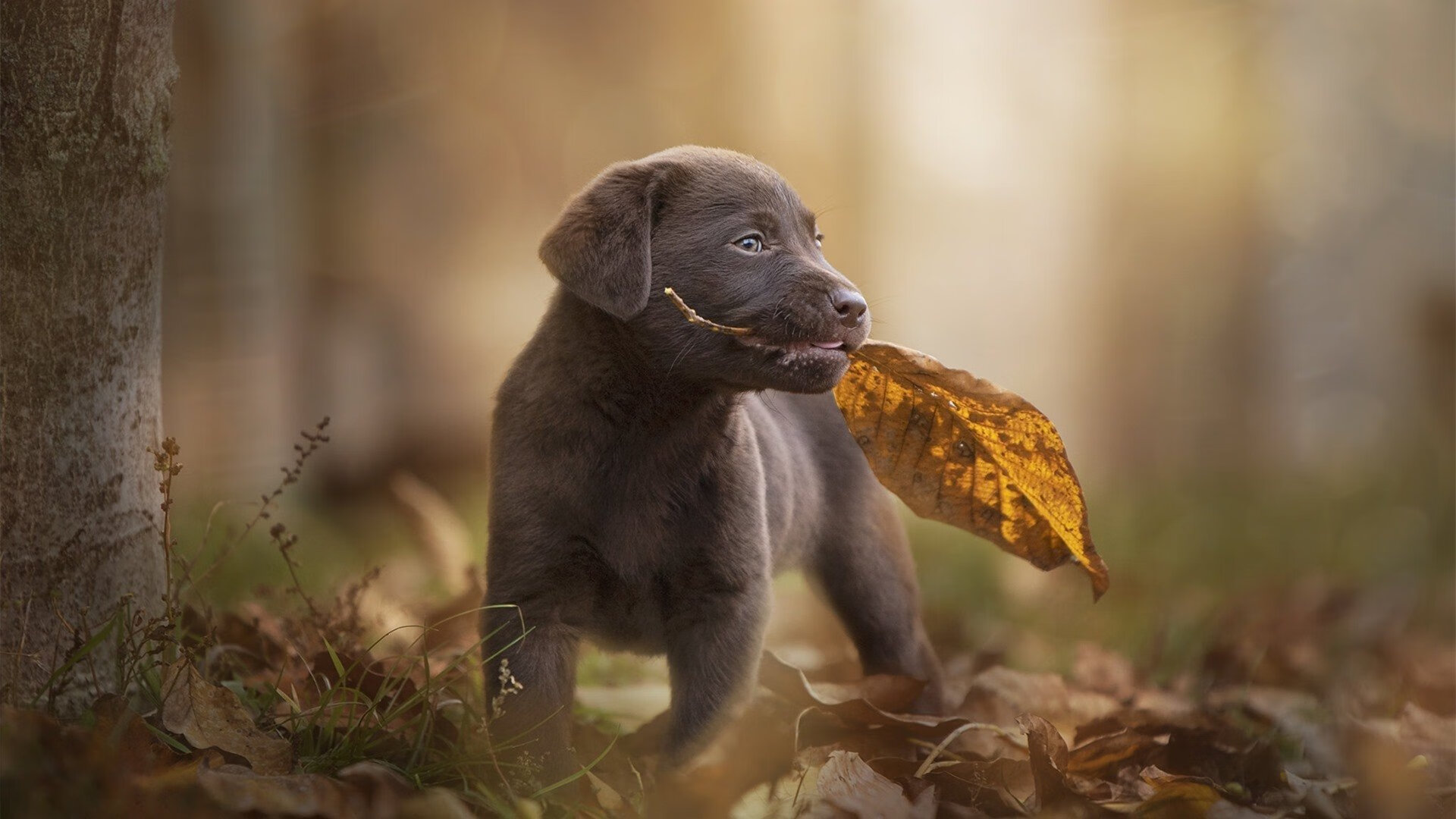 命运交叉口，当阿圭罗的大舞台遇见沉默的山呼海啸