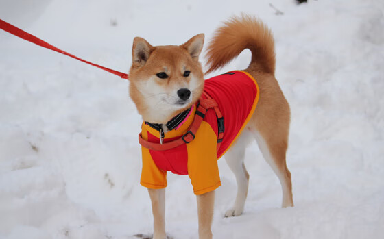 詹姆斯63分弑神之夜，老神盘坐东方，新日焚天西沉