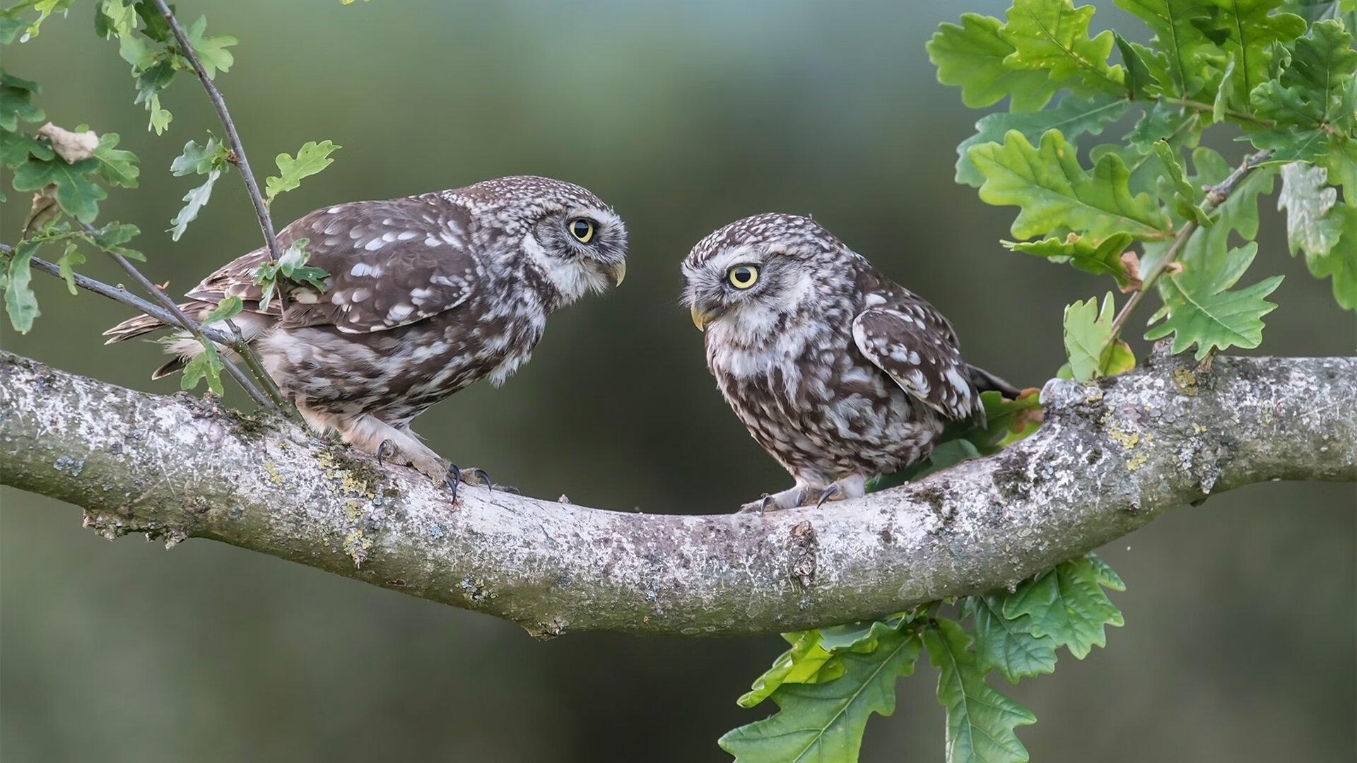 希腊神话再临欧冠，特洛伊木马屠城，比利亚雷亚尔遭技术性碾碎