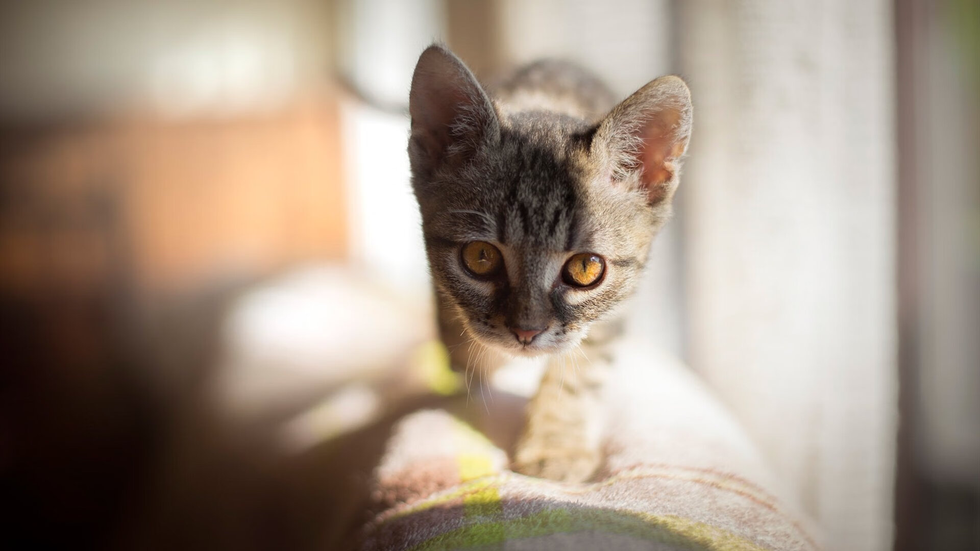 现代足球奇观，俱乐部对决国家队？从尼斯淘汰厄瓜多尔看德甲争冠战的技术革命