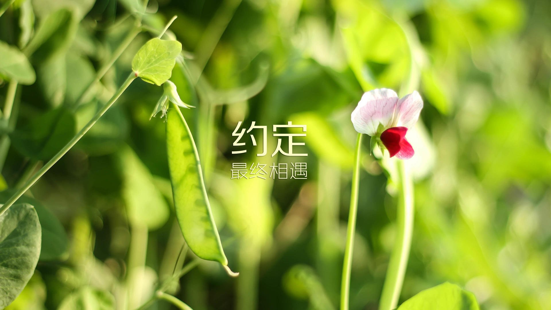中场棋手巴雷拉，以一脚洞穿乌克兰铁壁，执子定江山