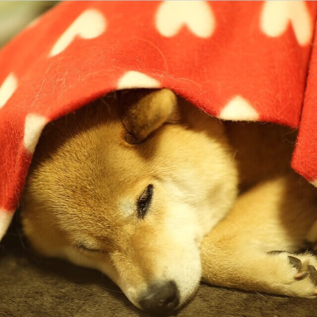 血色圆月下的暗夜猎杀,当莱万身披蓝衣,用最意大利的方式终结比利时