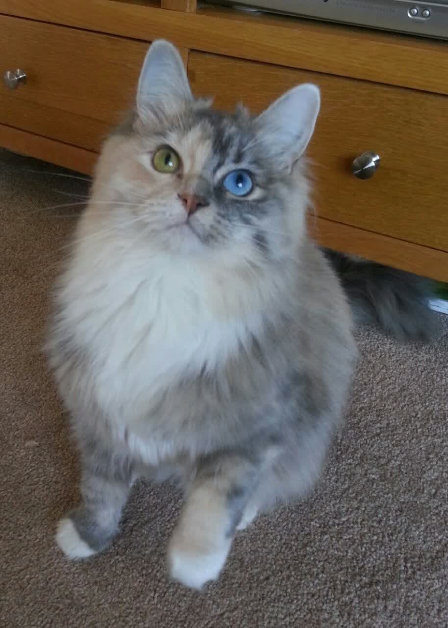 独舞的猎豹,哈基米撕碎传统秩序,比利时用一场非典型胜利宣告头名霸权